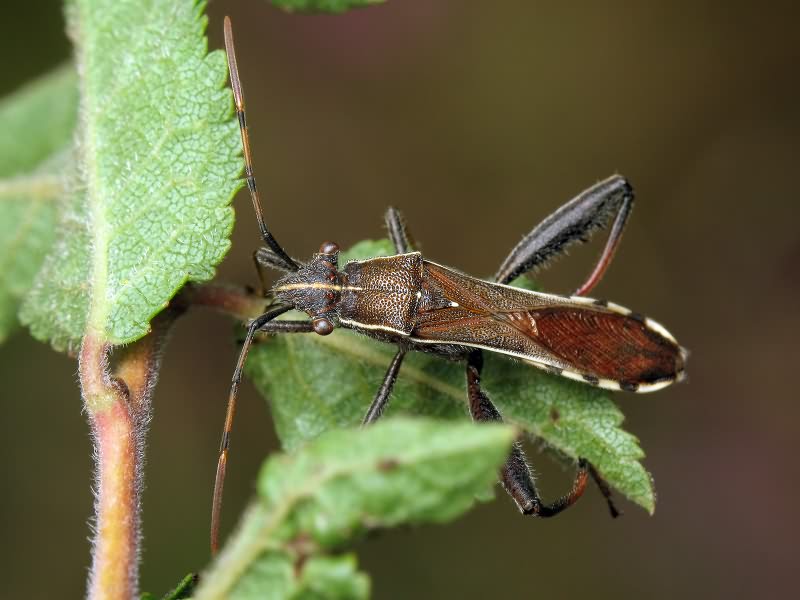 Camptopus lateralis (Germar, 1817)